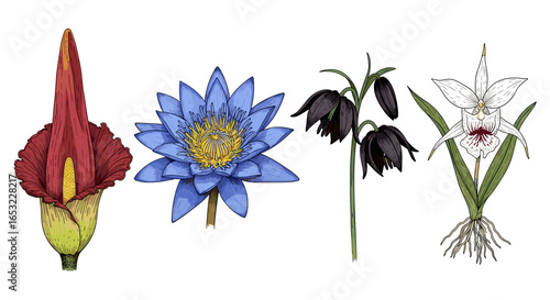 Botanical illustration featuring an Amorphophallus, water lily, fritillaria and Calopogon flower.