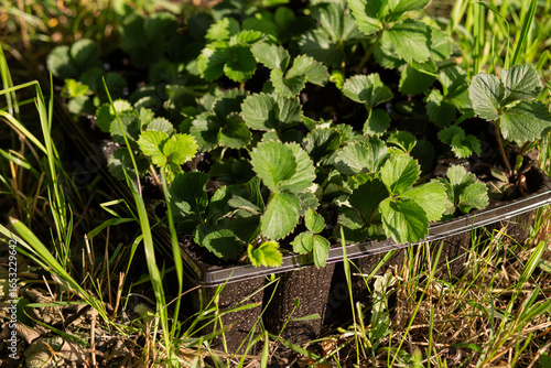 Agro trays filled with healthy strawberry seedlings placed on green grass, illuminated by natural sunlight, representing modern agriculture, sustainable farming, and early plant cultivation