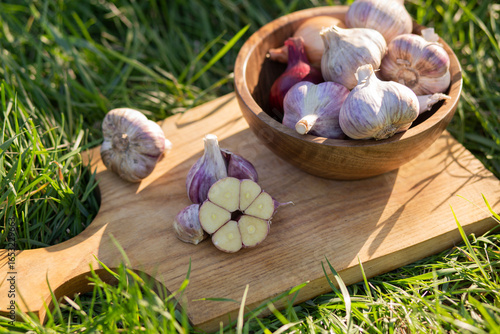 Fresh garlic bulbs and onions arranged in rustic wooden plate on wooden cutting board, by natural sunlight and placed on green grass, organic farming, fresh produce, natural rural lifestyle