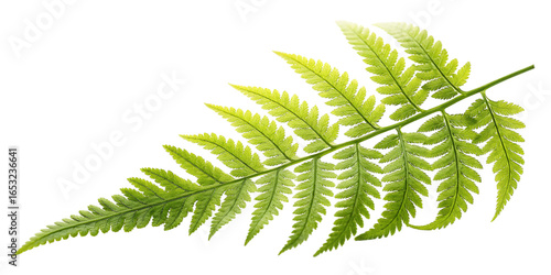 Bright Green Fern Frond with Serrated Edges isolated on a transparent background