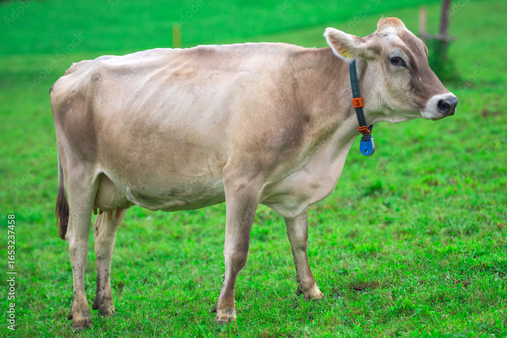 Cow standing in a green pasture. Cow in the grassland. Livestock grazing in the countryside. Farm life with cattle and calves. Cow in a rural landscape. Ranch with grazing bovine. Dairy cow. Cow standing in a green pasture. Cow in the grassland. Livestock grazing in the countryside. Farm life with cattle and calves. Cow in a rural landscape. Ranch with grazing bovine. Dairy cow.