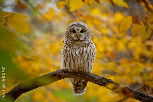 Fényképezés Barred Owl taken in southern MN in the wild