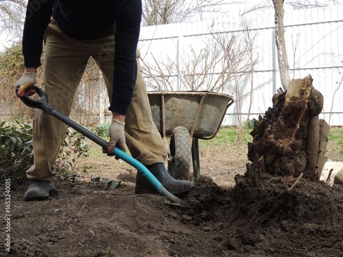 side view of man uprooting old tree stump in private house yard with shovel, manual removal of old tree stump with roots from soil in garden with digging with shovel