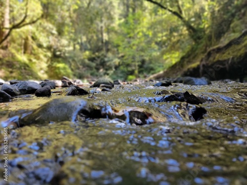 stream in the forest