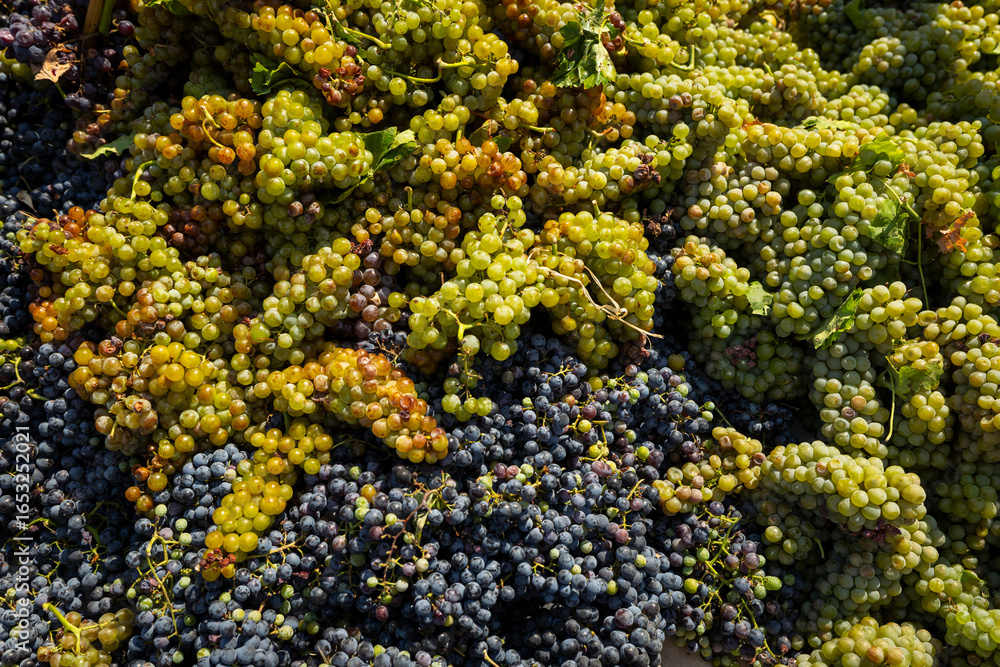 Naklejka premium Fresh Dark Purple Grapes Closeup – Harvest, Vineyard and Wine Concept
