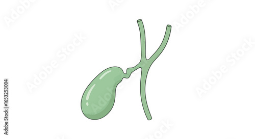 Anatomical Illustration of the Human Gallbladder and Biliary System.