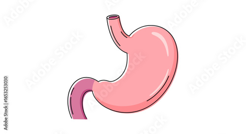 Anatomical Illustration of a Human Stomach Organ.