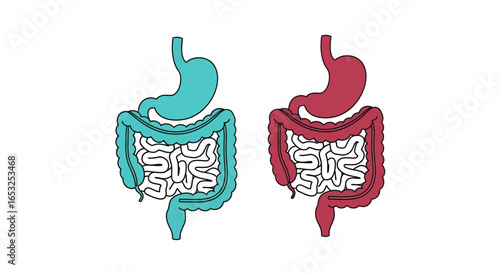 Human Digestive System Anatomy: Stomach Small Intestine and Large Intestine Illustration.
