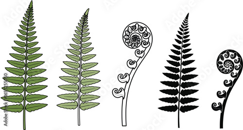 Fern frond illustration botanical drawing vector graphics