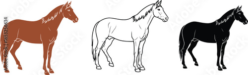 Horse illustration set brown white black vector drawing