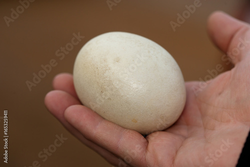 Bald Eagle egg taken in SI MN, replica egg