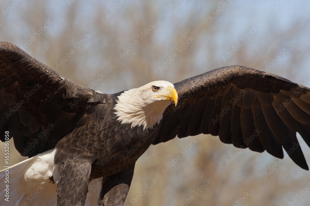 Fototapeta premium Bald Eagle close up taken in central MN