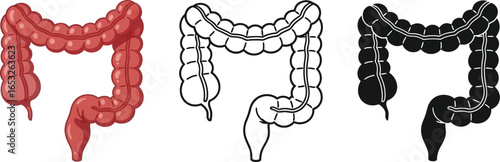 Human colon anatomy illustration digestive system health