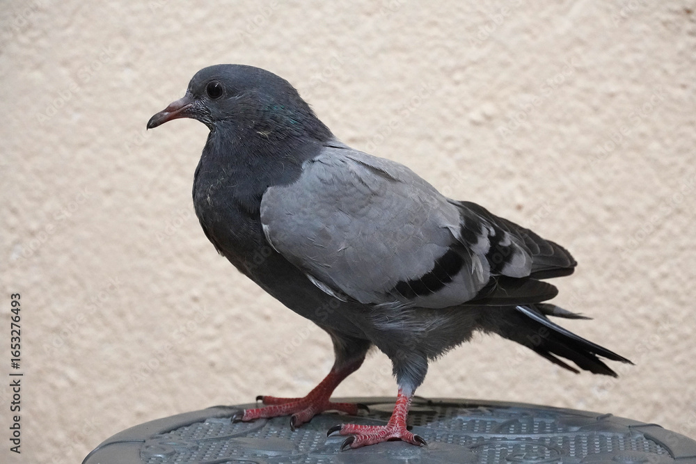Obraz premium young chick Rock dove close up nature bird
