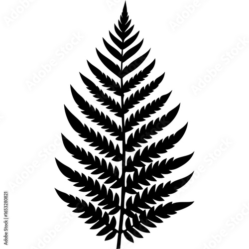 fern leaf isolated on white