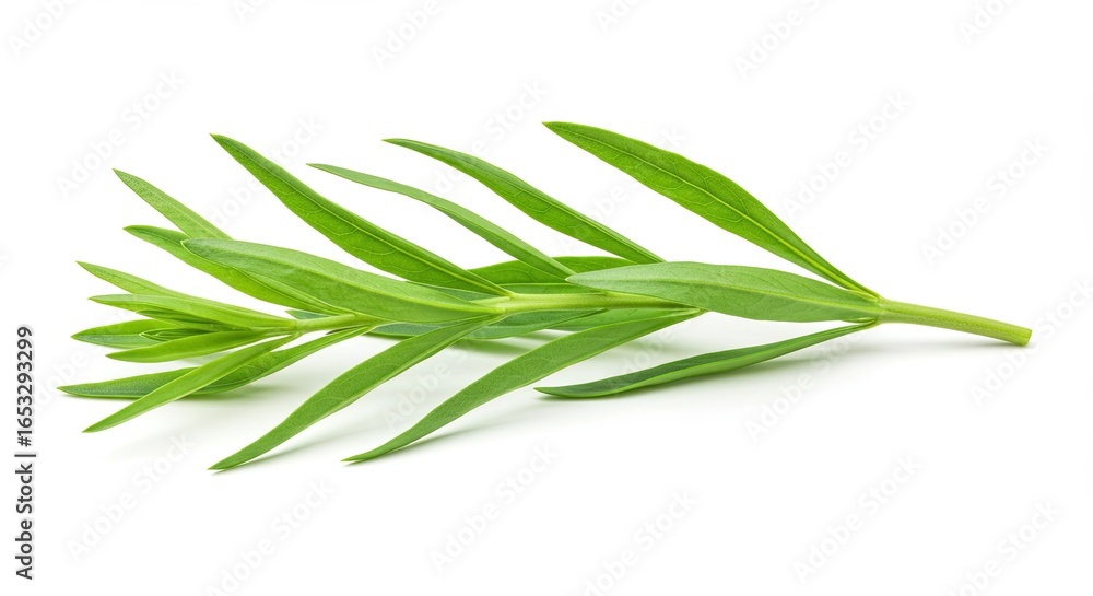 Fototapeta premium Tarragon leaves with curved stems on white background