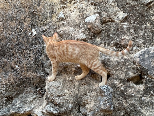 Photography A cat on rocks outside in nature