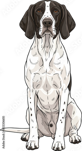 Ariege Pointer dog sitting alert facing front vector illustration