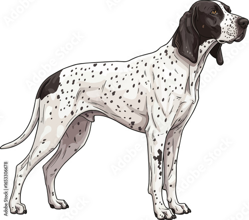 Ariege Pointer dog standing side profile view alert vector illustration