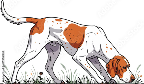 Ariege Pointer dog tracking in the field sniffing scent illustration