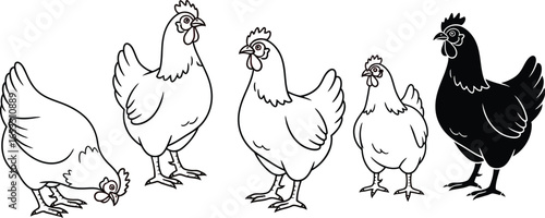 Cartoon chicken vector illustration farm animal poultry birds