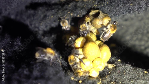 A close-up macro photograph captures several fuzzy bumblebees clustered around yellow pollen balls against a dark, textured background.