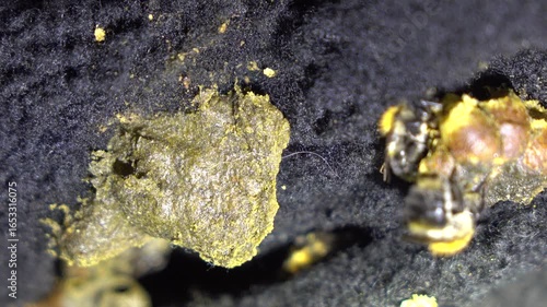 A close-up macro photograph captures several fuzzy bumblebees clustered around yellow pollen balls against a dark, textured background.