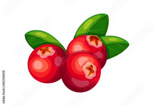Cranberry in cartoon style. Vector illustration of sweet and sour cranberries with green leaves on a white background. A bunch of useful, nutritious berries.