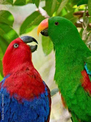 Wallpaper Mural Pair of Eclectus Parrots Perched Torontodigital.ca