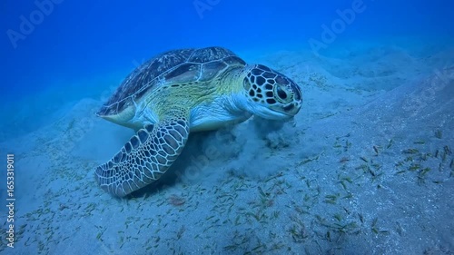 Scuba diving with the sea turtle. Underwater video, scuba dive with sea turtle. Feeding wild sea turtle (Chelonia Mydas), shallow sea and the sandy seabed. Marine life in the ocean.