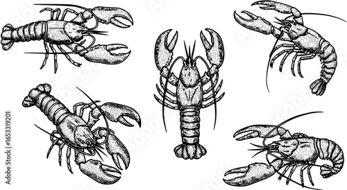 Vintage engraved lobster icon with ornate details, classic vector logo for traditional seafood markets and pubs
