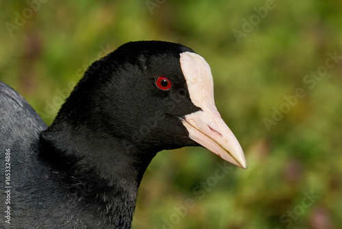 Eurasian coot (Fulica atra)