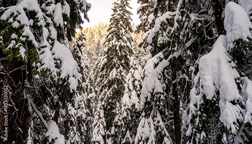 Wallpaper Mural Snowy forest canopy Torontodigital.ca
