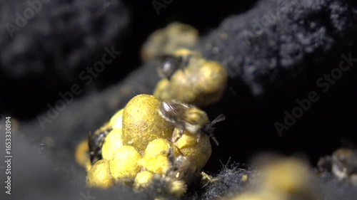 A close-up macro photograph captures several fuzzy bumblebees clustered around yellow pollen balls against a dark, textured background.