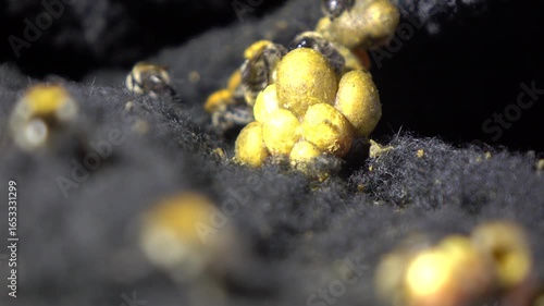 A close-up macro photograph captures several fuzzy bumblebees clustered around yellow pollen balls against a dark, textured background.