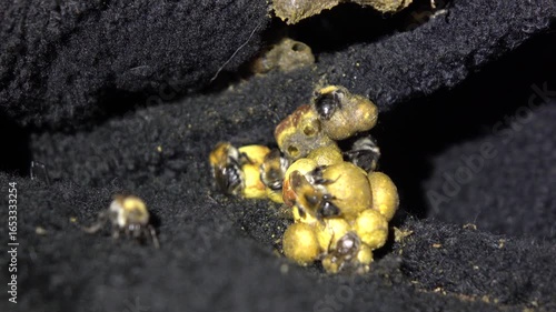 A close-up macro photograph captures several fuzzy bumblebees clustered around yellow pollen balls against a dark, textured background.