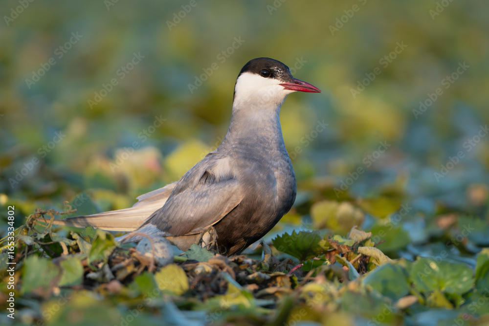 Naklejka premium whiskered tern - Chlidonias hybrida standing on floating nest with egg. Photo from Danube Delta in Romania. Chlidonias hybrida hybrida. 