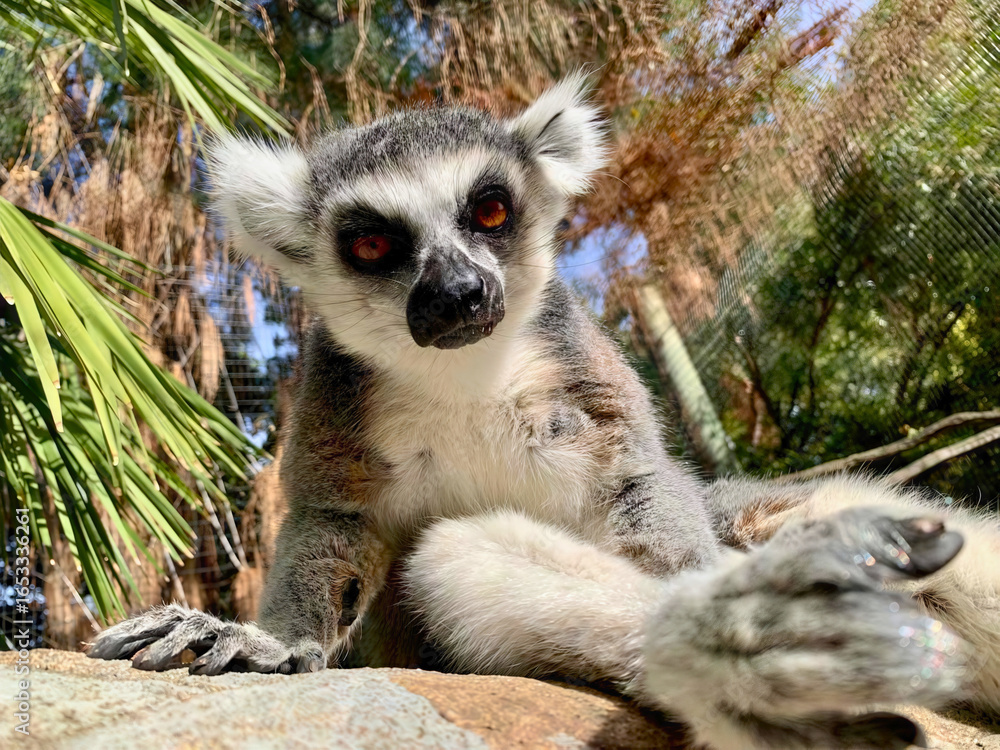 Fototapeta premium Ring-Tailed Lemur Close-Up with Raised Hand
