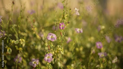 field of flowers