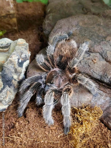 Wallpaper Mural Tarantula on Rocky Surface Torontodigital.ca