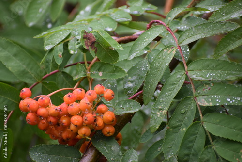 Branch of red rowan with berries after the rain