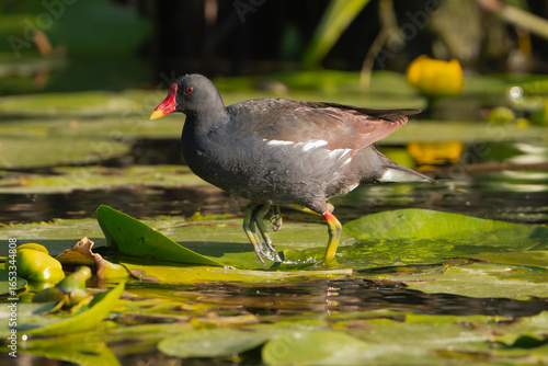 Common moorhen, Gallinule, waterhen - Gallinula chloropus going on green leaves of water lila. Photo taken in Danube Delta in Romania.