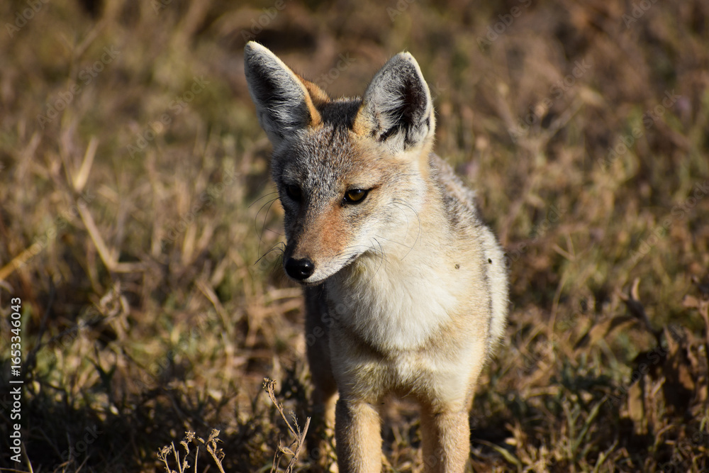 red backed jackal red backed jackal