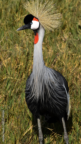 Фотография Grey crowned crane