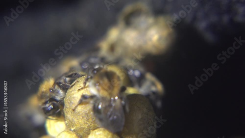 A close-up macro photograph captures several fuzzy bumblebees clustered around yellow pollen balls against a dark, textured background.