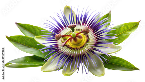 Beautiful purple and blue passionflower with green leaves, isolated on transparent background