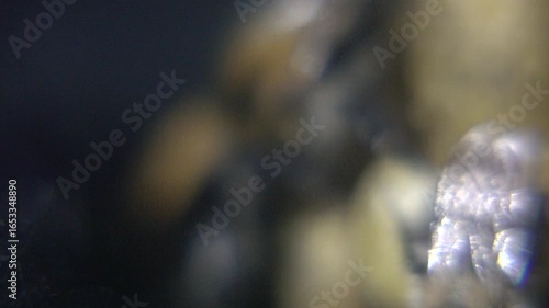 A close-up macro photograph captures several fuzzy bumblebees clustered around yellow pollen balls against a dark, textured background.