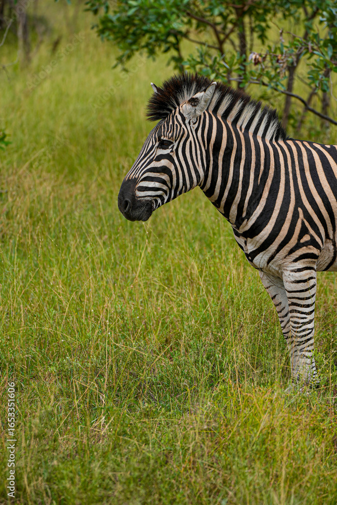 A detailed close-up side portrait of a zebra showing its striking black and white stripes, captured in the African savannah with soft green grass in the background. A detailed close-up side portrait of a zebra showing its striking black and white stripes, captured in the African savannah with soft green grass in the background.