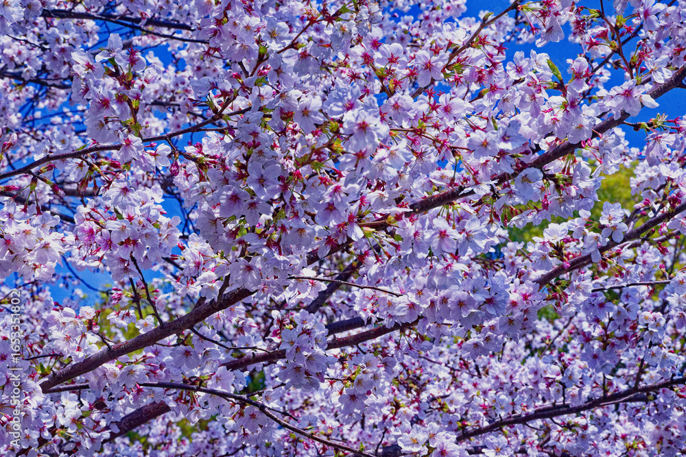 Obraz premium 新しい一歩 