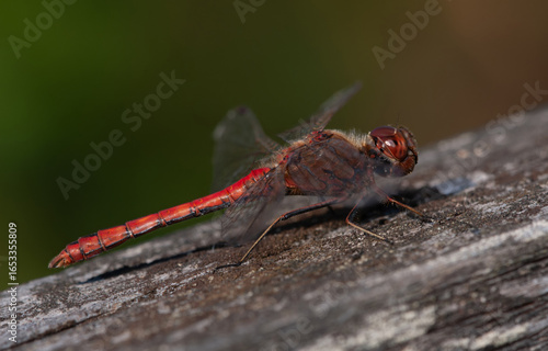 dragonfly Vagrant Darter or Moustached Darter Sympetrum vulgatum, autumn